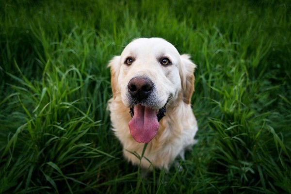 Why do dogs eat grass and should you be concerned?