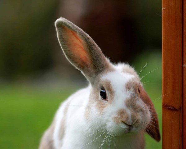 The hidden language of rabbit ears: decoding your bunny