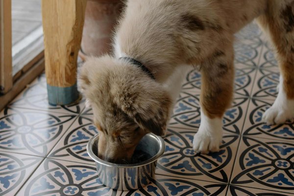 Preventing overfeeding: tips for pet portion control