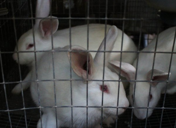 How to keep your rabbit's cage clean and healthy