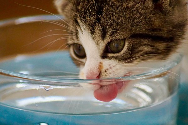 Keeping your pet hydrated: tips and tricks