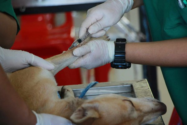 The benefits of microchipping your pet