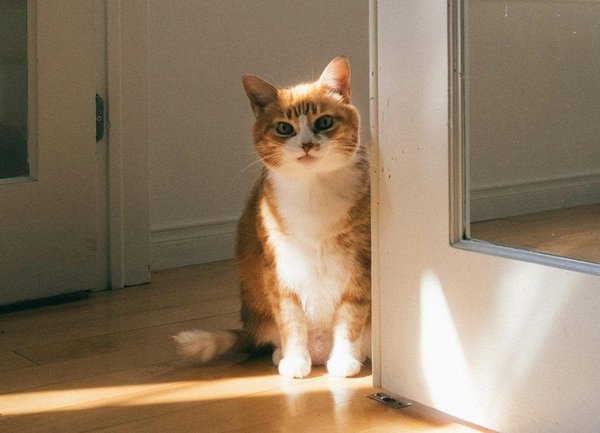 The importance of enrichment for indoor cats