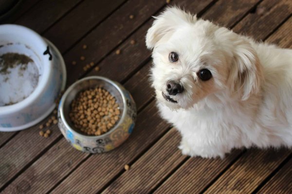 Tips for reducing your pet's carbon pawprint