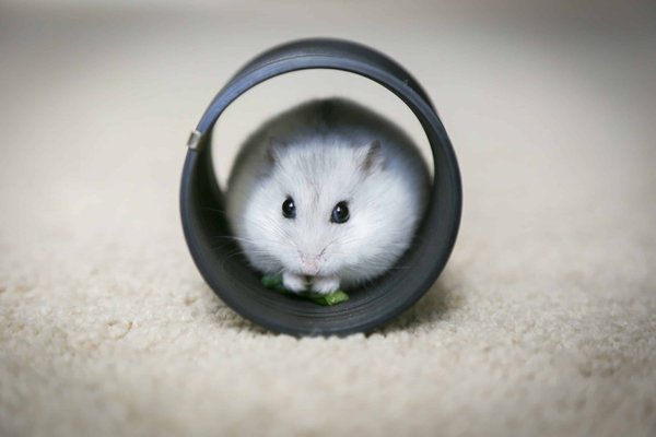 Common misconceptions about hamster care
